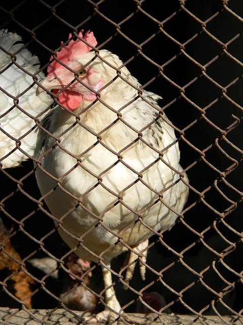 敘利亞足協：主帥尼紮爾-馬赫魯斯下課.